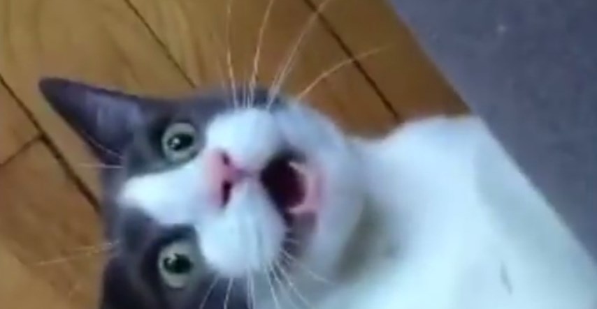 VIDEO Ova je mačka pet puta napuštena zbog toga što se nitko nije znao nositi s njezinom divljom stranom