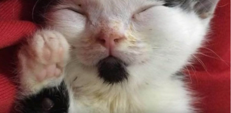 VIDEO Ovog mačka nitko nije htio udomiti iz jednog ružnog razloga