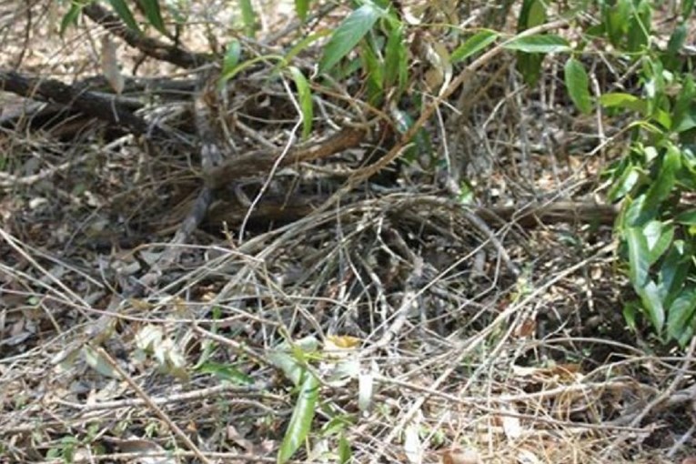 Na ovoj fotki sakrila se jedna od najsmrtonosnijih zmija na svijetu, vidite li je?