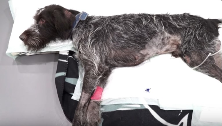 VIDEO Pretučeni pas bio je potpuno paraliziran kada su ga pronašli