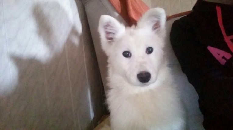 POKLANJA  se čistokrvno štene samojeda!