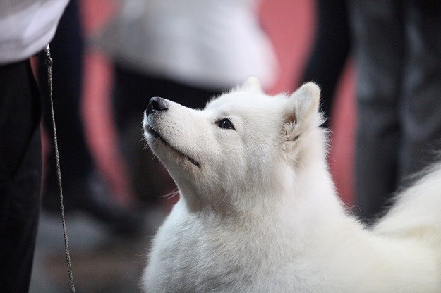 Osvrt na zagrebačke izložbe: Kako funkcionira svijet izložbenih pasa?