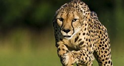 Uginula je Sarah, leopardica rekorderka brža od Usaina Bolta