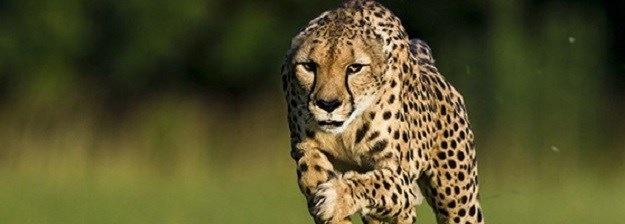 Uginula je Sarah, leopardica rekorderka brža od Usaina Bolta