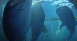 VIDEO Četiri morska psa zaglavila su se u mreži i dobili neočekivanu pomoć