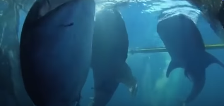 VIDEO Četiri morska psa zaglavila su se u mreži i dobili neočekivanu pomoć