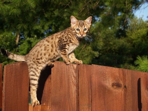 Savannah mačka: Zanimljivosti o ´najskupljoj mački na svijetu´