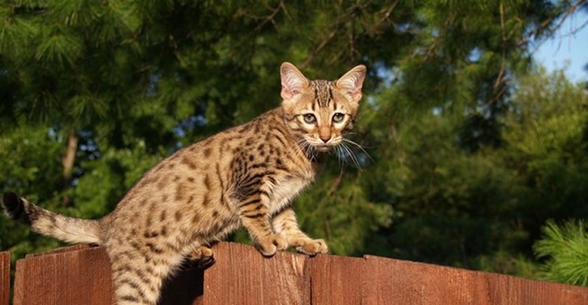 Savannah mačka: Zanimljivosti o ´najskupljoj mački na svijetu´