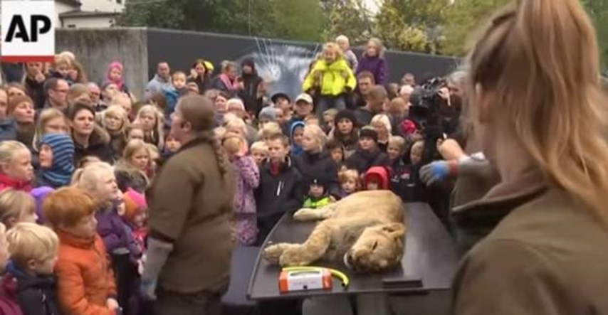 "Bilo je uzbudljivo":  Djeca gledala seciranje devetomjesečnog lava u danskom zoološkom vrtu