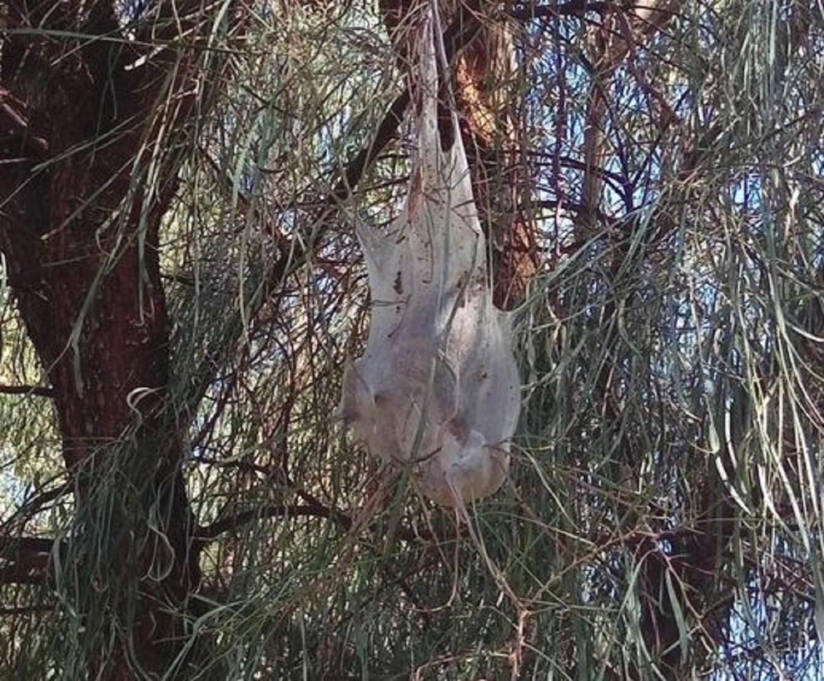 Šetao šumom i pomislio da je naišao na plastičnu vrećicu, ostao u šoku kad je saznao o čemu je riječ