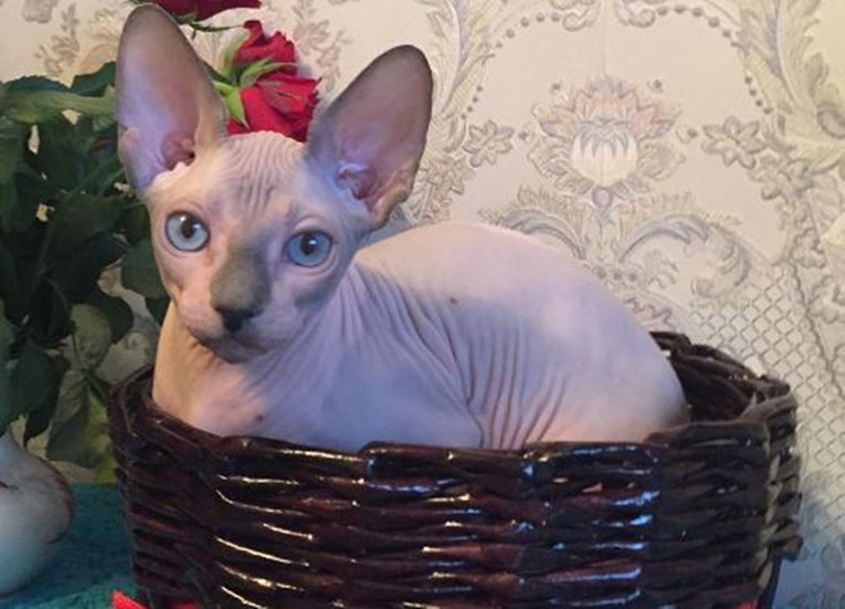 Svi su ludi za ćelavim macama: Sfinks mačke vladaju Instagramom