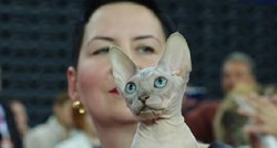 Sfinks (Sphynx): Najpoznatija bezdlaka domaća mačka