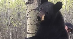 Tinejdžer doživio bliski susret s mladim medvjedom,  ljudi ne mogu vjerovati kako je reagirao