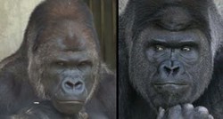Gorila zavodnik: Žene se masovno sjatile u zoološki jer "on je tako zgodan"