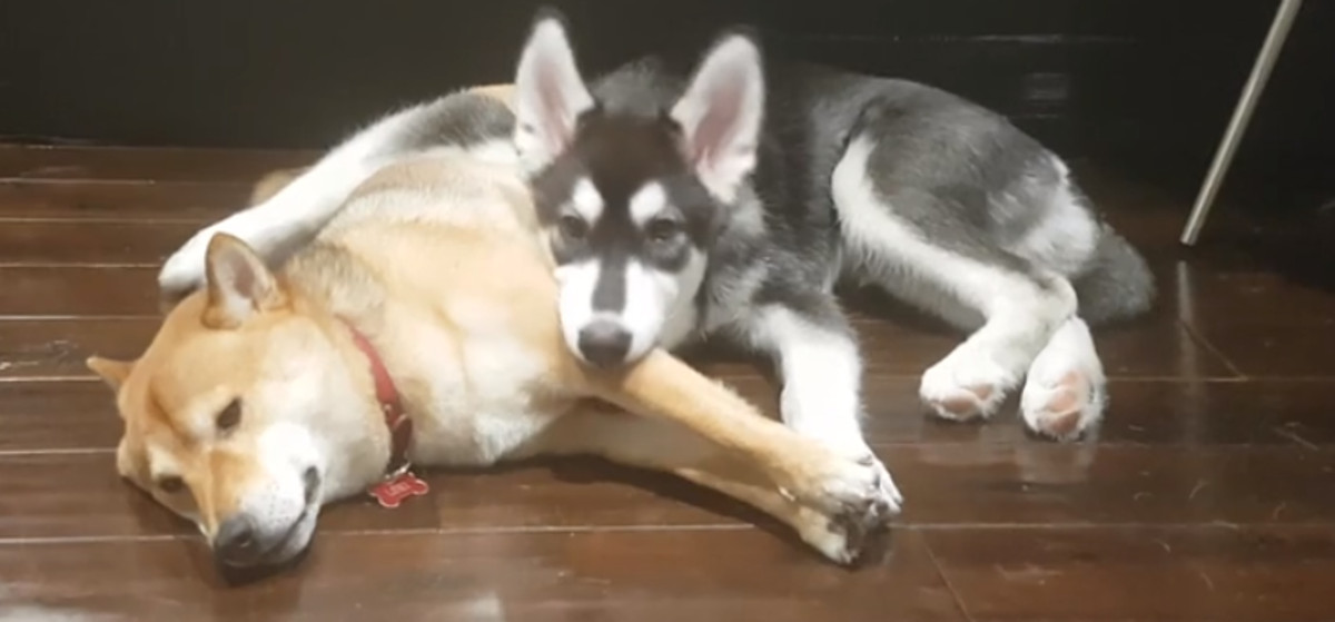 VIDEO Ovaj je haski postao hit na internetu jer nije htio pustiti svog prijatelja na miru