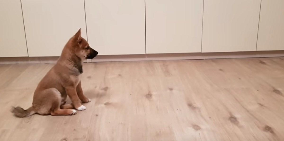 Preslatki Shiba inu psić potpuno je poludio kada je ugledao svoju vlasnicu