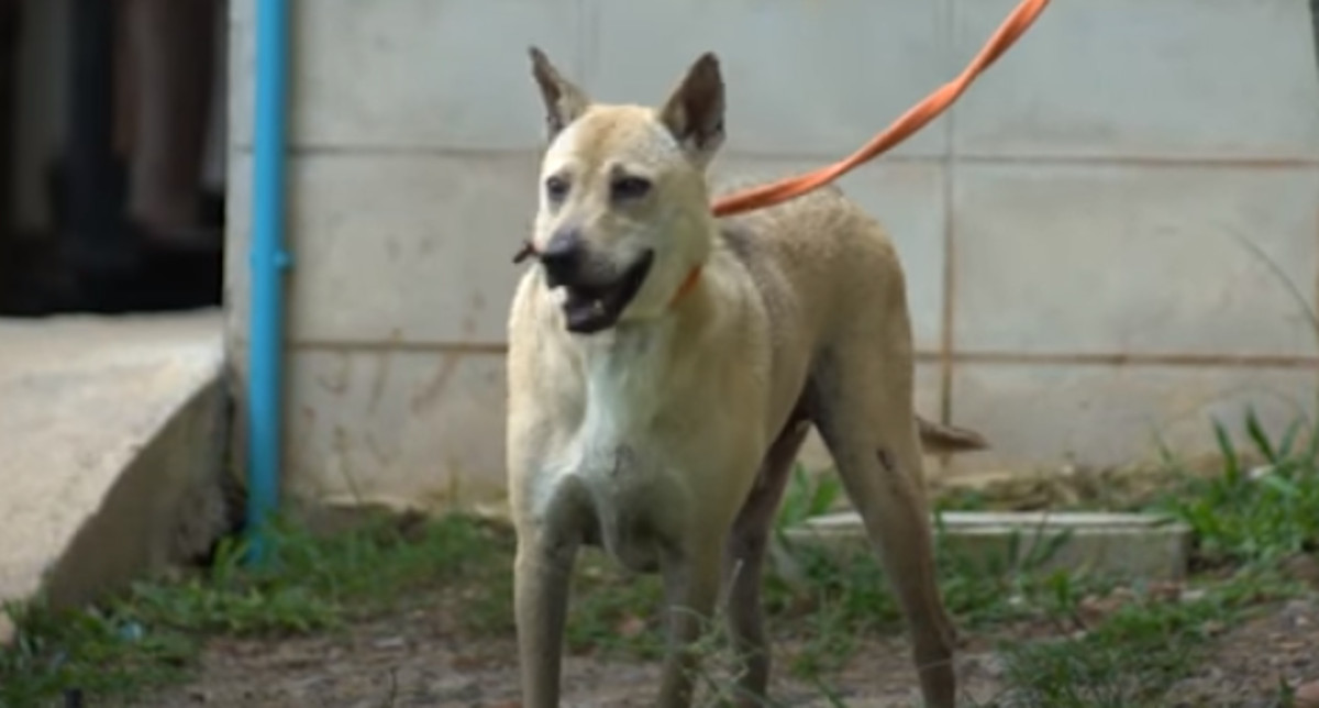 VIDEO Konačno su mu našli stalan dom, no on nije htio napustiti azil bez svoje djevojke
