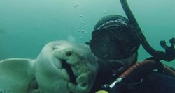 VIDEO Morski pas se dolazi maziti s ovim čovjekom svaki put kada dođe roniti