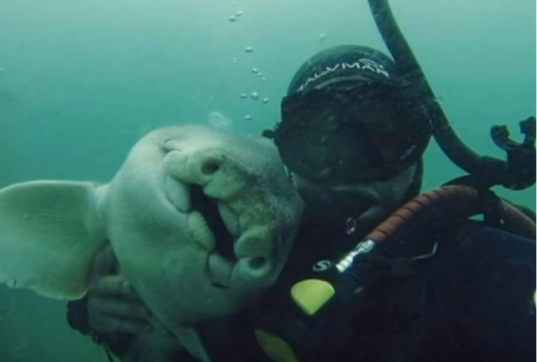 VIDEO Morski pas se dolazi maziti s ovim čovjekom svaki put kada dođe roniti