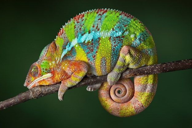 Otkrivena tajna: Kako kameleoni mijenjaju boju?
