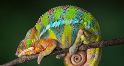 Otkrivena tajna: Kako kameleoni mijenjaju boju?