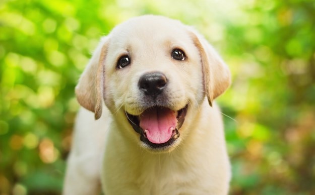 6 jednostavnih stvari koje možete napraviti kako bi vaš pas bio sretniji