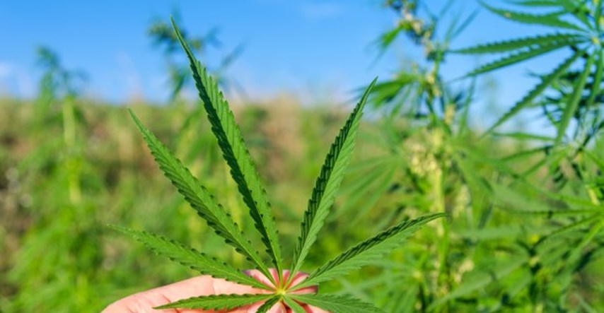Ministarstvo zdravlja objavilo ključne dokumente: Evo kako marihuanu koristiti kao lijek