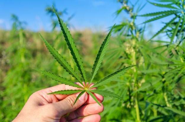 Ministarstvo zdravlja objavilo ključne dokumente: Evo kako marihuanu koristiti kao lijek
