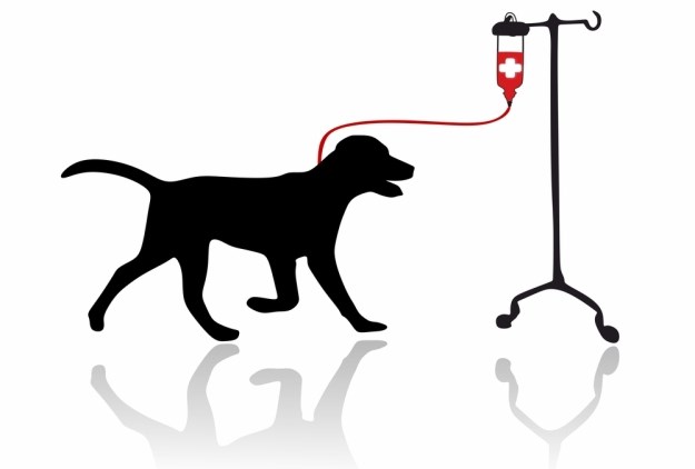 Odlična ideja: Pokrenuta pseća baza donatora krvi