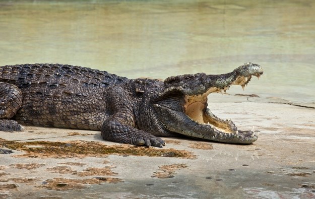 Zašto krokodili odmaraju sa široko otvorenim ustima?