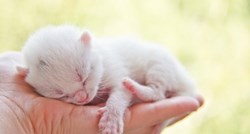 Kada možete nositi novorođene mačiće?