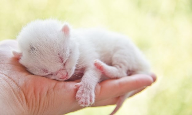 Kada možete nositi novorođene mačiće?
