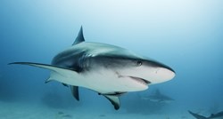 Fascinantne činjenice o morskim psima
