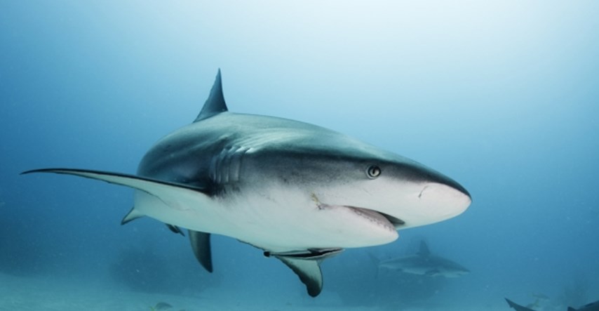 Fascinantne činjenice o morskim psima