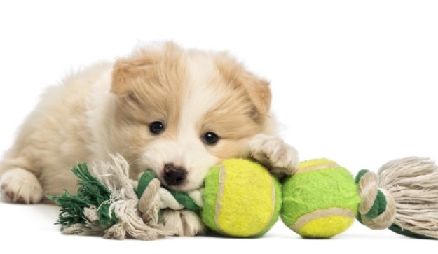 Napravite 3 zanimljive pseće igračke bez ikakvih troškova