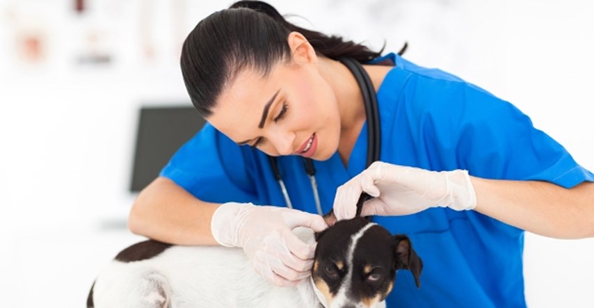 Nepoželjna ponašanja vlasnika: Idete li na živce svom veterinaru?