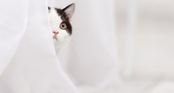 Kako socijalizirati sramežljivu mačku?