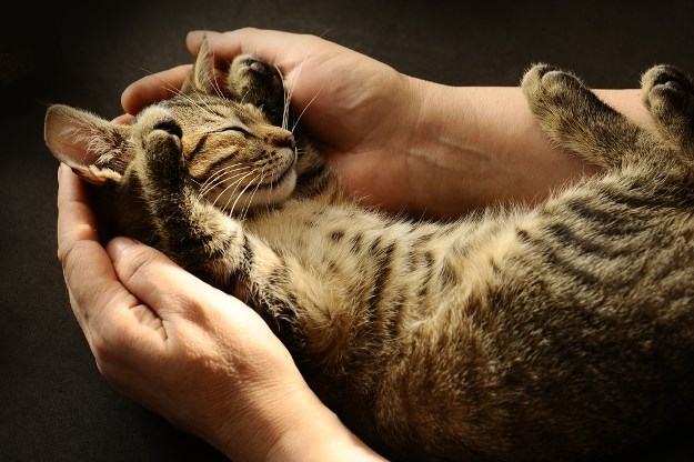 Iako vam se možda ne čini tako: Mačke itekako pogađaju naše emocije