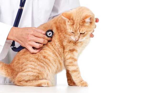 Znakovi da je vrijeme da vaša mačka posjeti veterinara