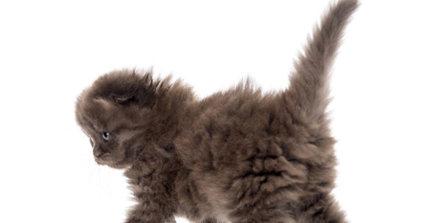 Tajne govora tijela: Zašto mačke podižu svoje pozadine u zrak?