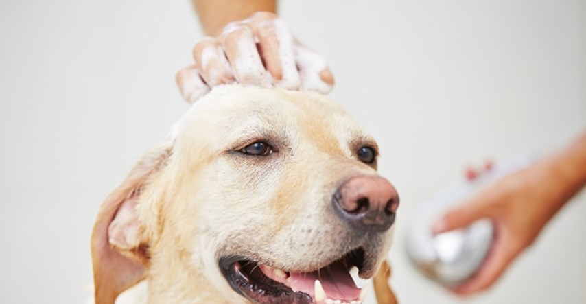Smijete li psa kupati šamponom za ljude?