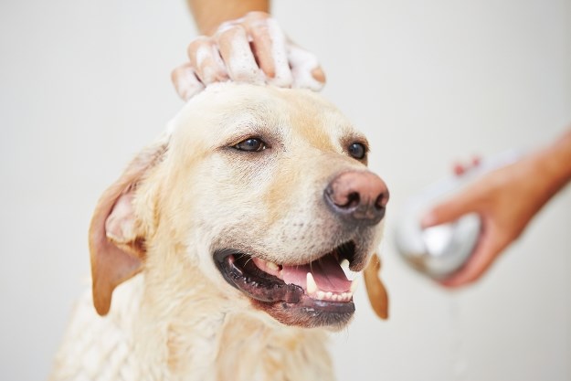 Smijete li psa kupati šamponom za ljude?