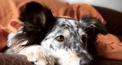 Male kućne čarolije: 5 prirodnih lijekova za pse