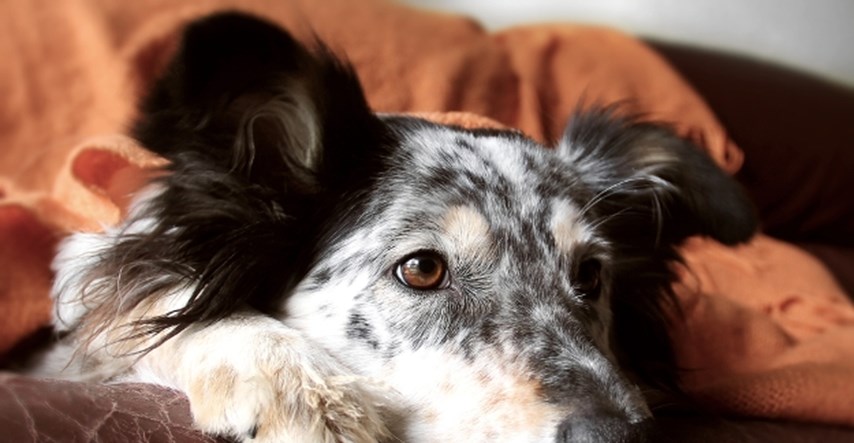 Male kućne čarolije: 5 prirodnih lijekova za pse