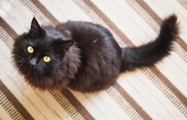 5 učinkovitih načina kako da spriječite mačku da grebe ili urinira po tepisima