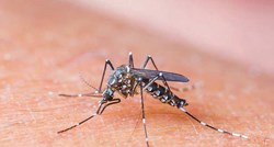 Uz Savu u BiH proširio se tigrasti komarac, uzročnik brojnih bolesti i nositelj virusa zapadnog Nila