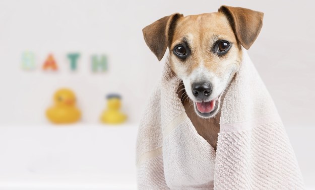 Jednostavni recepti za pseće šampone