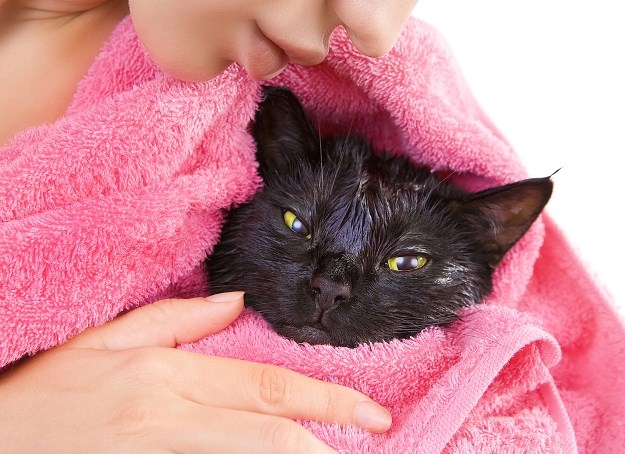 Možete li oprati mačku šamponom za pse?