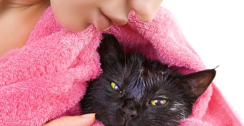 Možete li oprati mačku šamponom za pse?