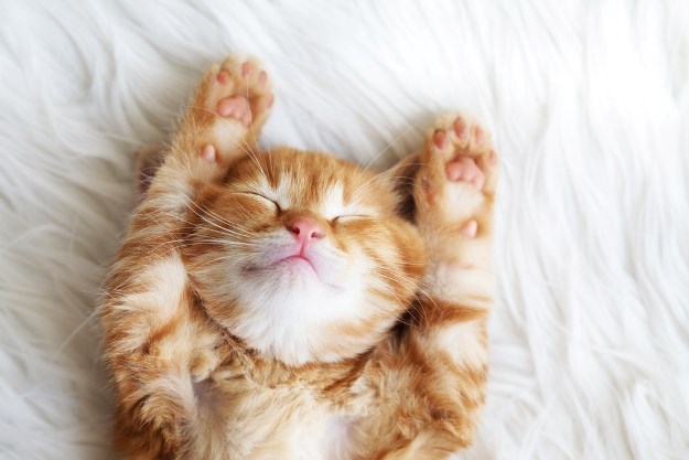 5 zanimljivih činjenica o mačjem spavanju